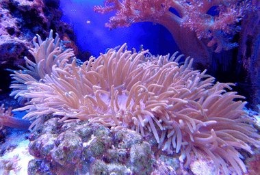 Coral_reefs_Sydney.png