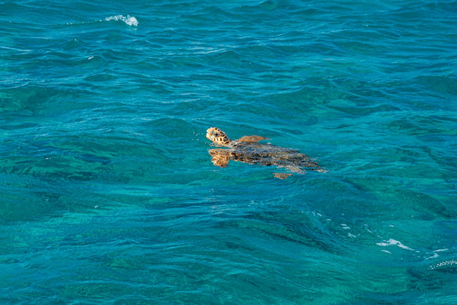 Turtle Top Tips to Visit Zakynthos