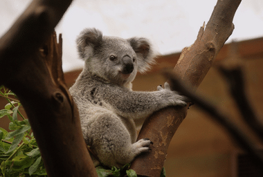 Taronga_Zoo_Sydney.png