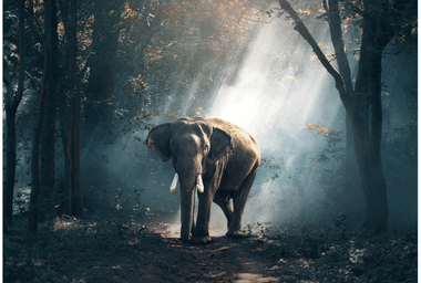 Elephant_Thailand