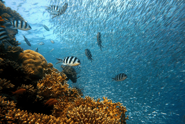 Zanzibar_Underwater_Exploration_380_x_254.png